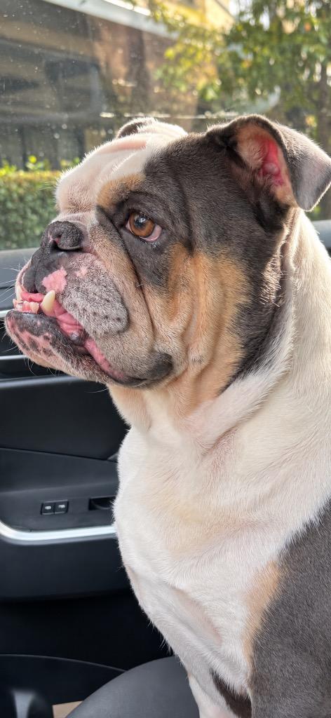 Luna, Adoptable, Young Female English Bulldog.