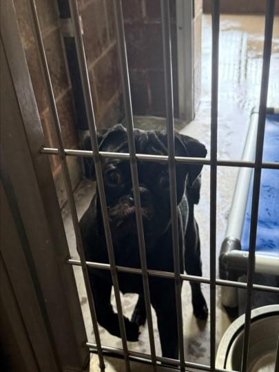 Enlarge A209600, a Adoptable Pug in Olivehurst, CA image 1/1