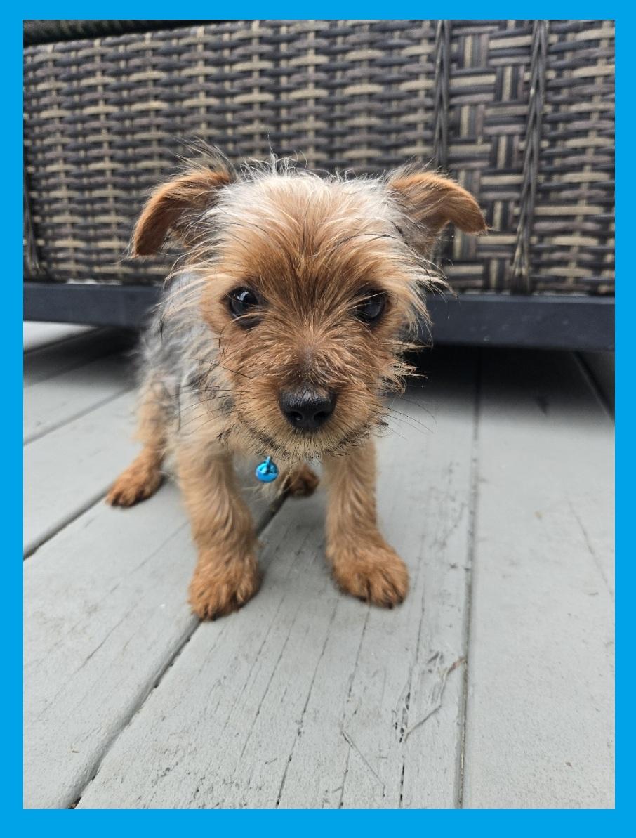 Enlarge Quentin Terriertino, an adoptable Yorkshire Terrier in Orlando, FL image 1/3