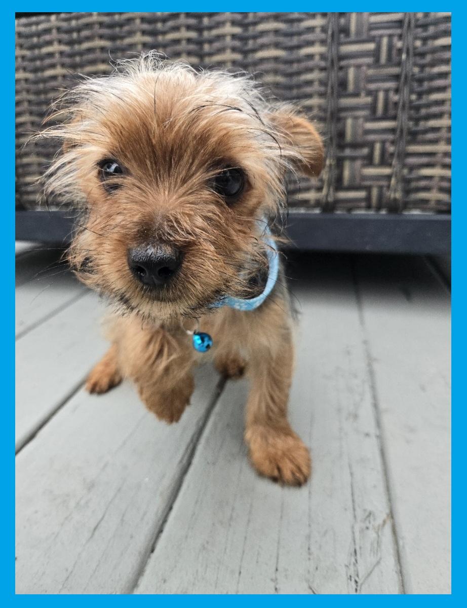 Enlarge Quentin Terriertino, an adoptable Yorkshire Terrier in Orlando, FL image 2/3