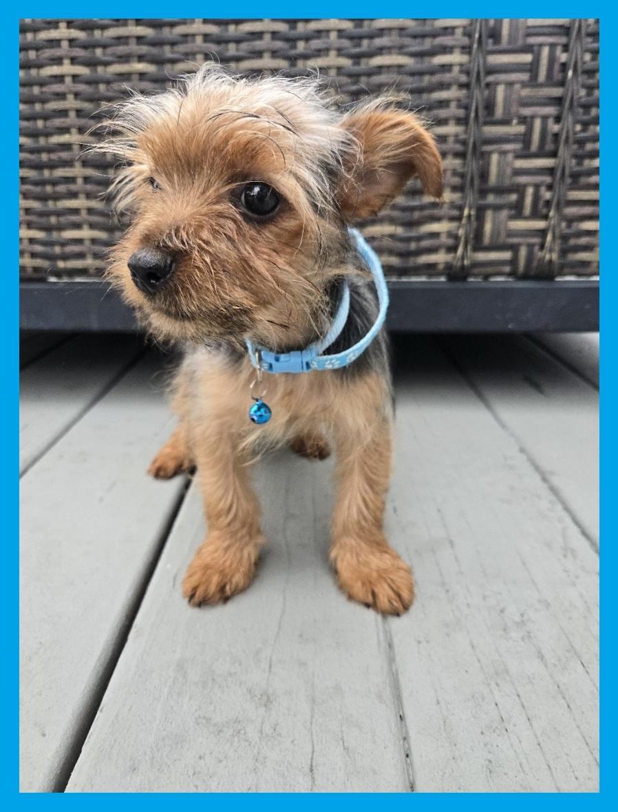 Enlarge Quentin Terriertino, an adoptable Yorkshire Terrier in Orlando, FL image 3/3