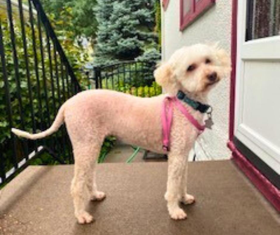 Maggie, Adoptable, Senior Female Poodle.