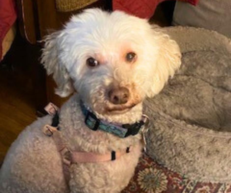 Enlarge Maggie, a Adoptable Poodle in Minneapolis, MN image 3/5