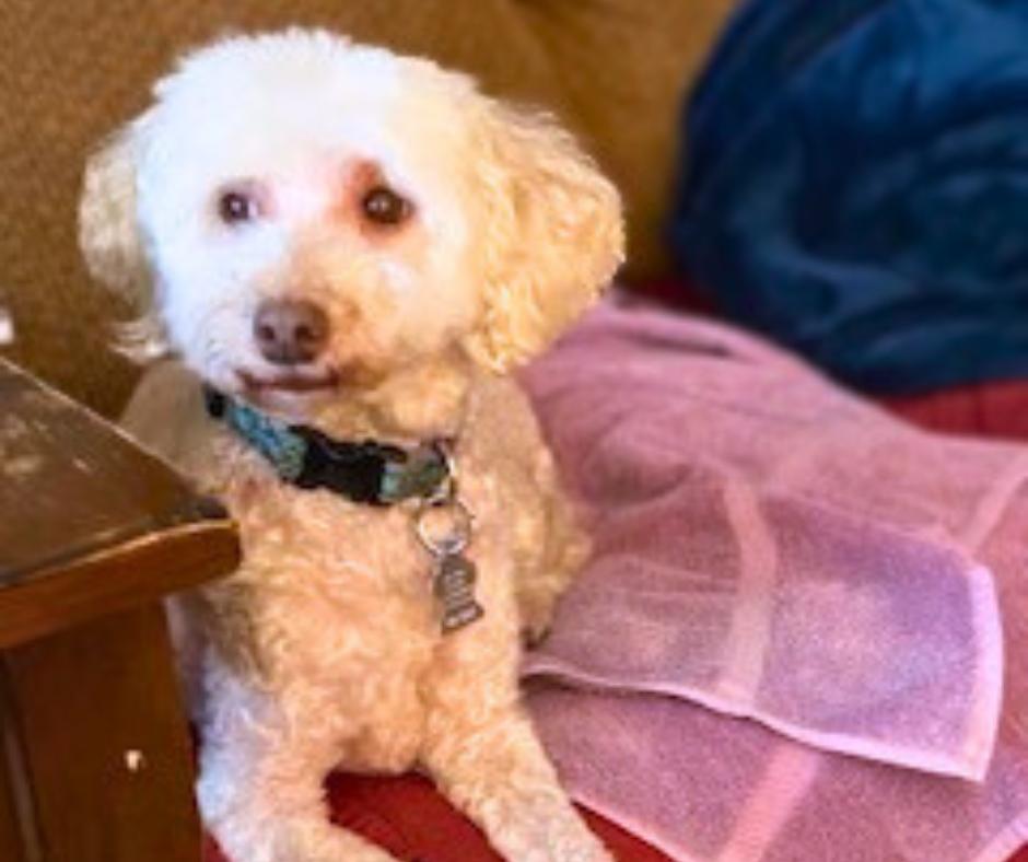 Enlarge Maggie, a Adoptable Poodle in Minneapolis, MN image 4/5