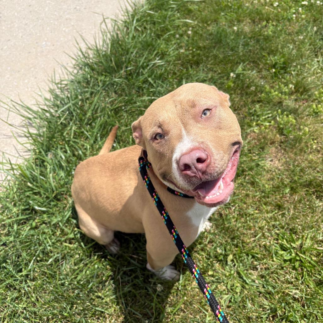 Myla, Adoptable, Adult Female Pit Bull Terrier.