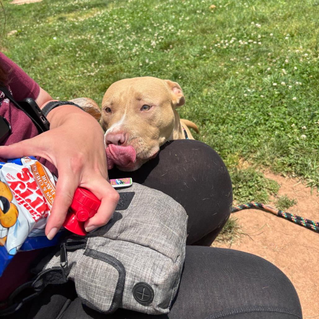Myla, a Adoptable Pit Bull Terrier in York, PA image 2/6