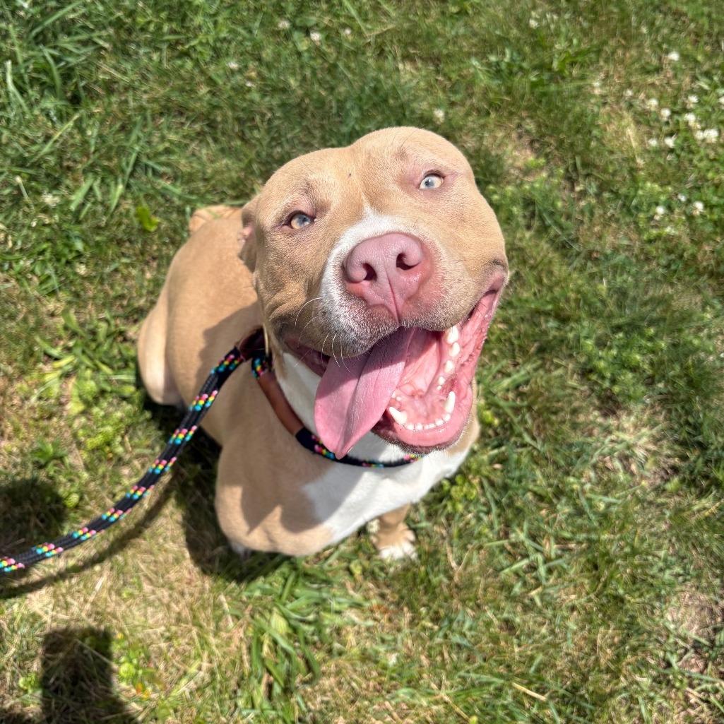 Myla, a Adoptable Pit Bull Terrier in York, PA image 3/6
