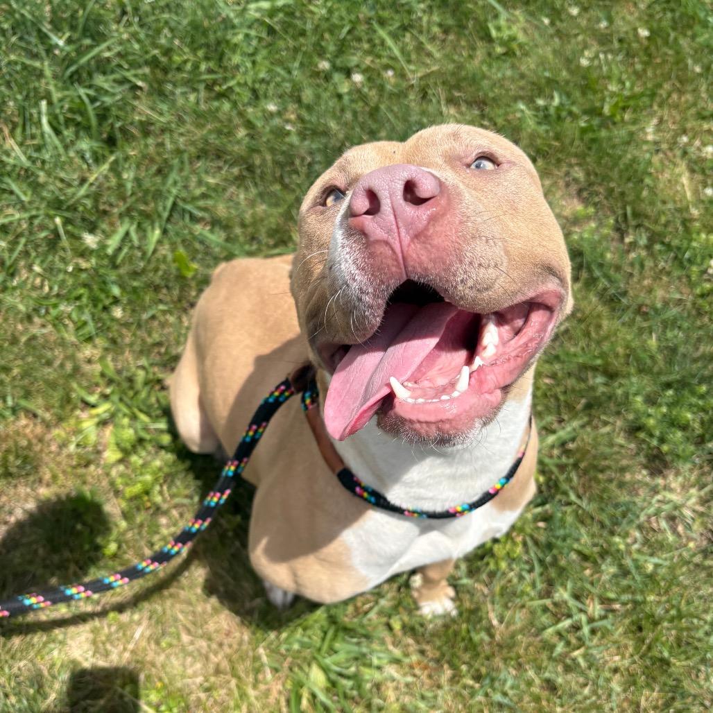 Myla, a Adoptable Pit Bull Terrier in York, PA image 4/6