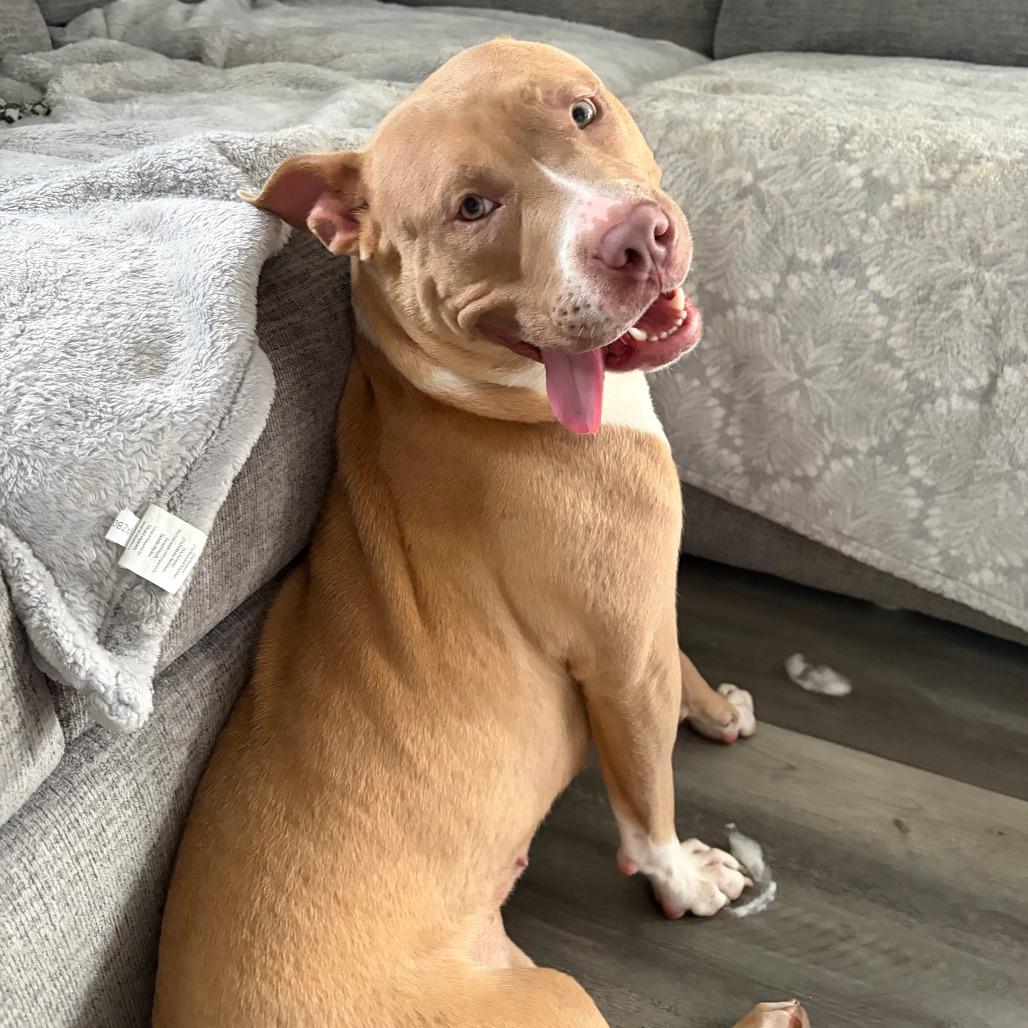 Myla, a Adoptable Pit Bull Terrier in York, PA image 5/6