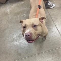 Myla, a Adoptable Pit Bull Terrier in York, PA image 6/6