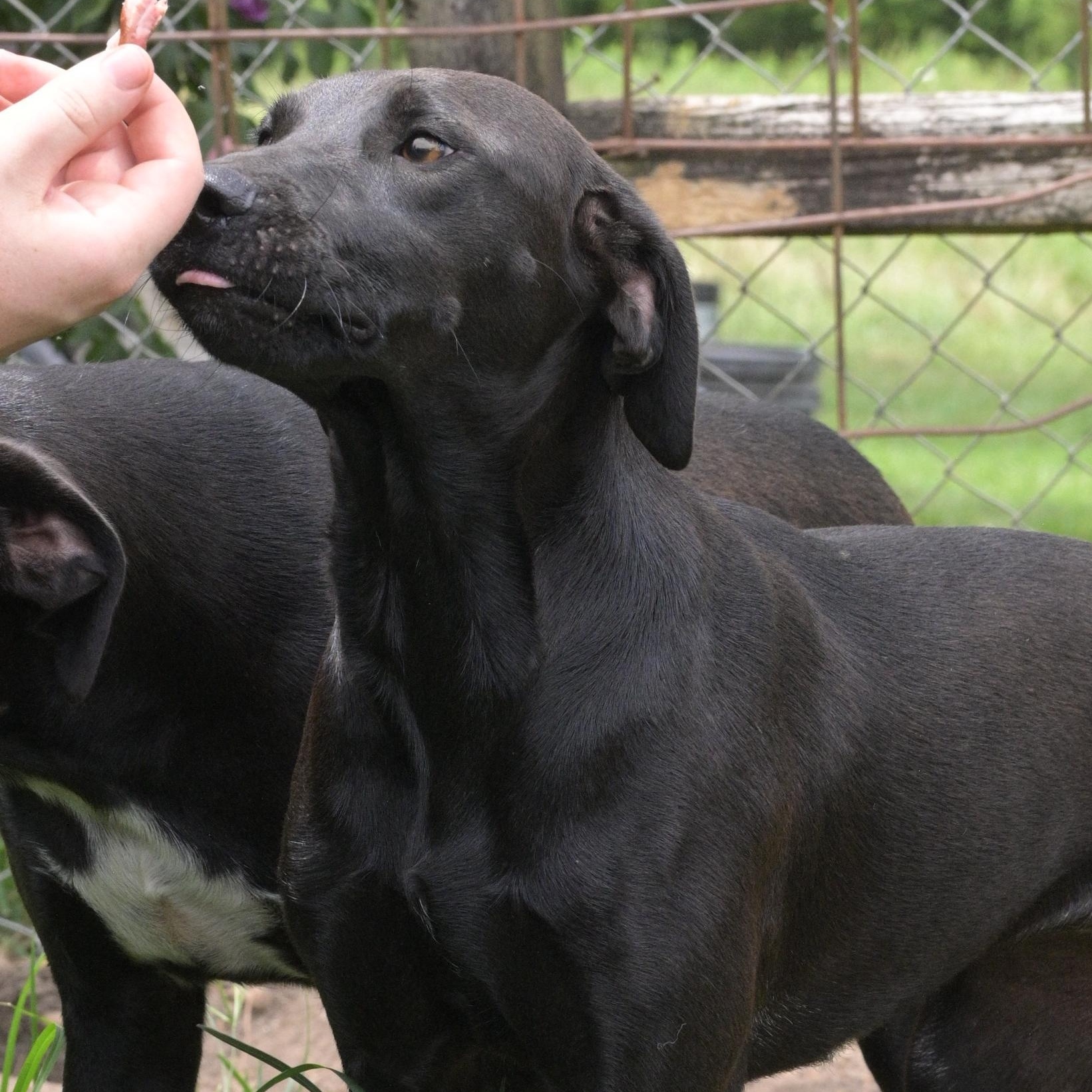 Enlarge Snickers, a Adoptable mixed breed in Saco, ME image 4/6