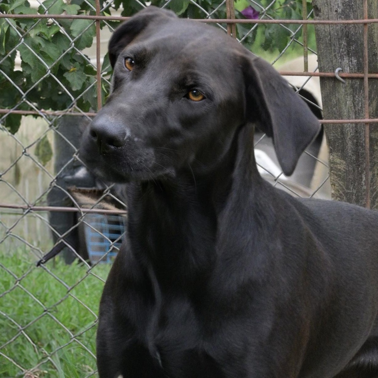Enlarge Snickers, a Adoptable mixed breed in Saco, ME image 3/6