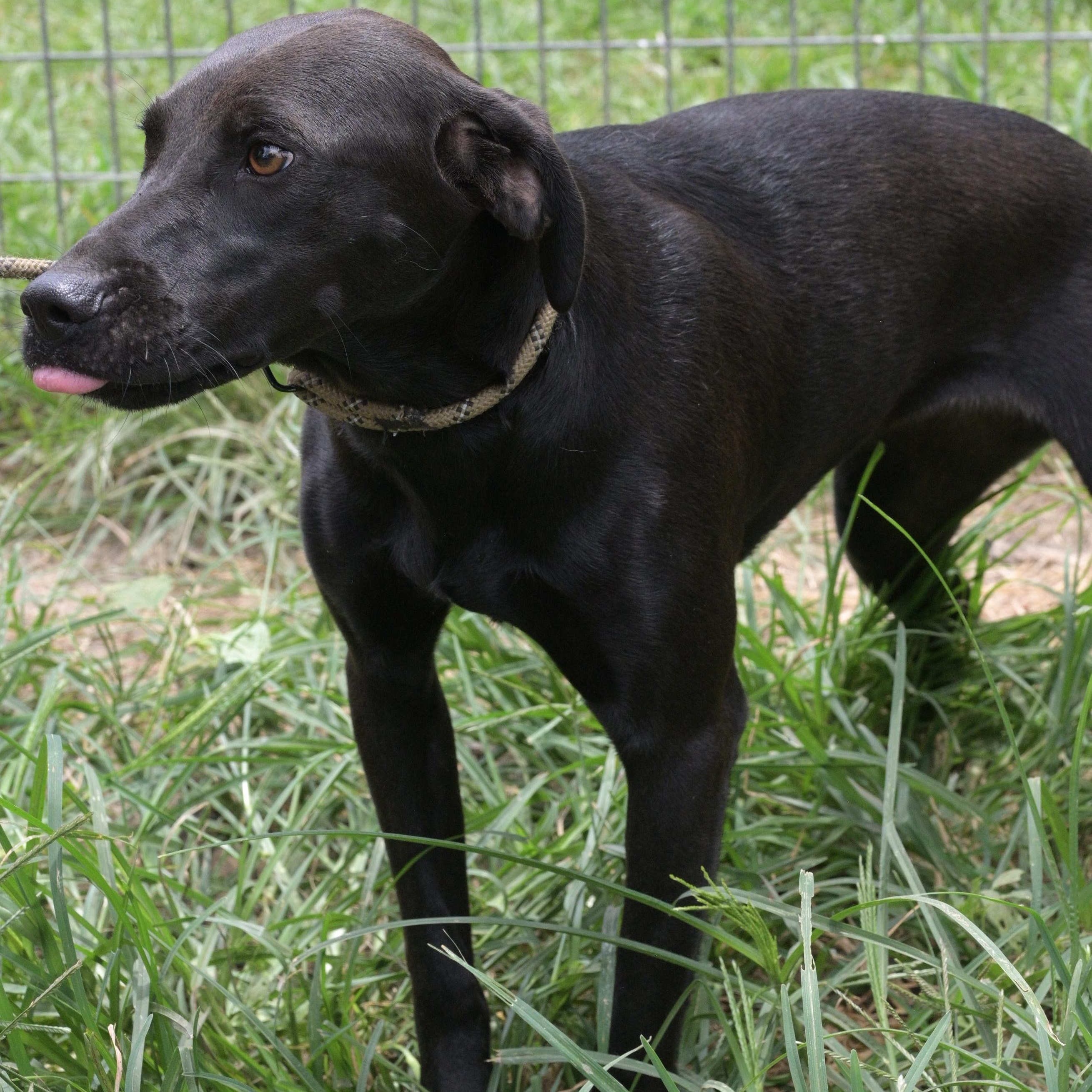 Enlarge Snickers, a Adoptable mixed breed in Saco, ME image 5/6