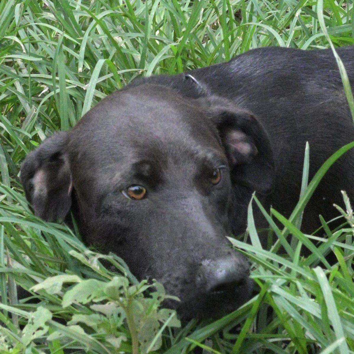 Enlarge Snickers, a Adoptable mixed breed in Saco, ME image 2/6