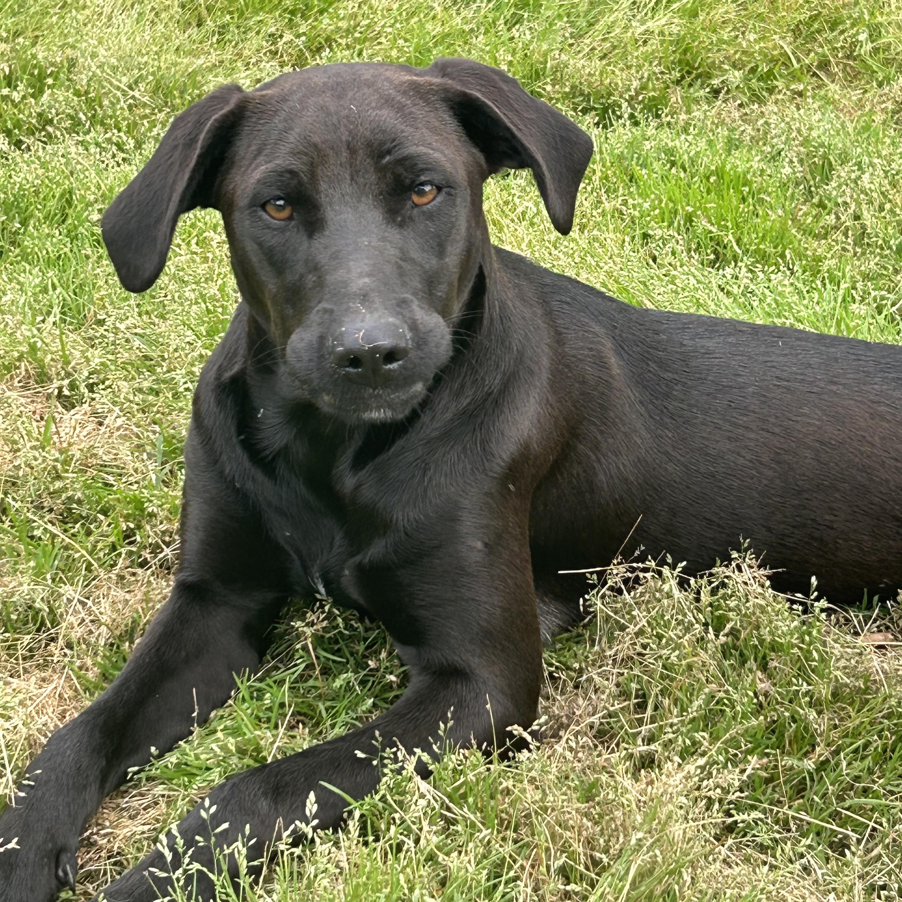 Snickers, Adoptable, Young Female Black Labrador Retriever.