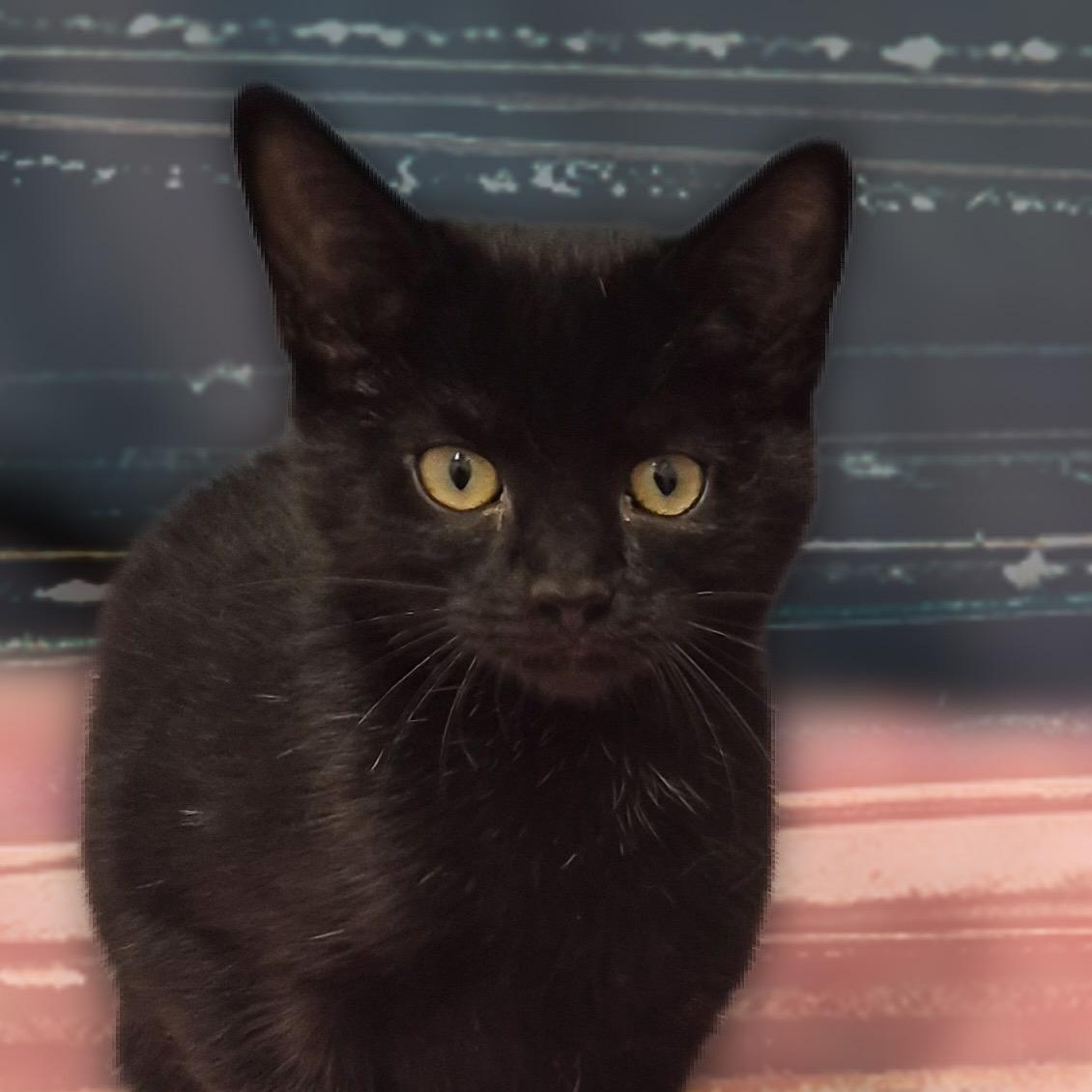 Hoshi, a Adoptable Domestic Short Hair in Charlotte, NC image 5/5