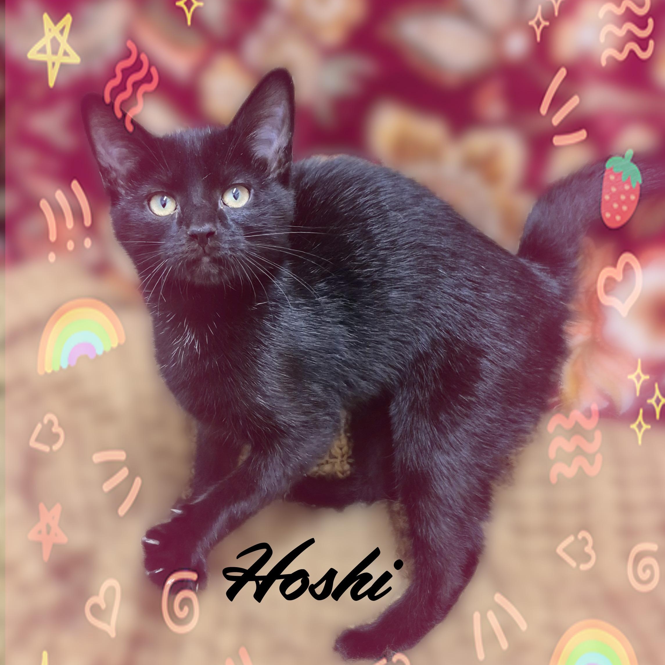 Hoshi, a Adoptable Domestic Short Hair in Charlotte, NC image 2/5