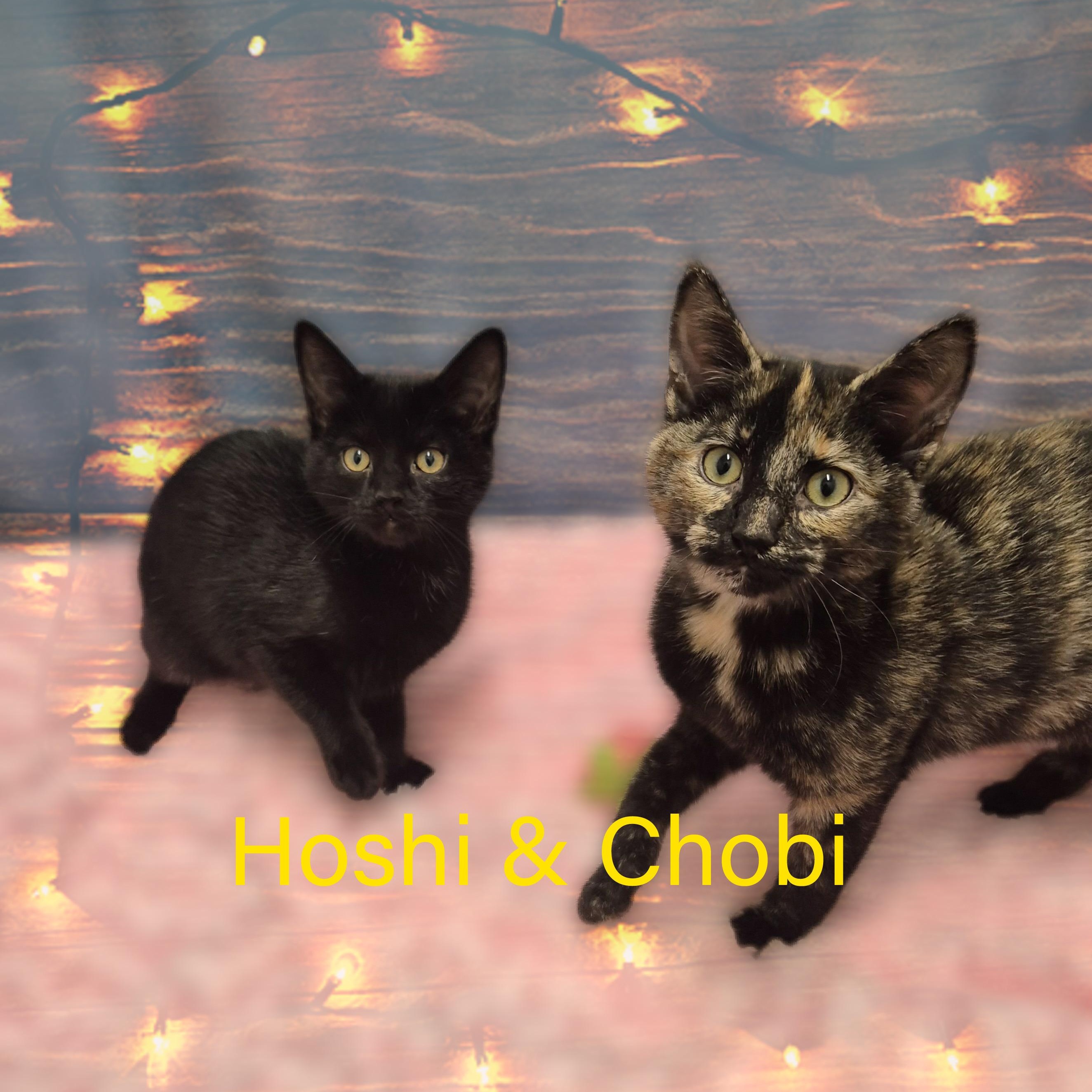 Hoshi, a Adoptable Domestic Short Hair in Charlotte, NC image 4/5
