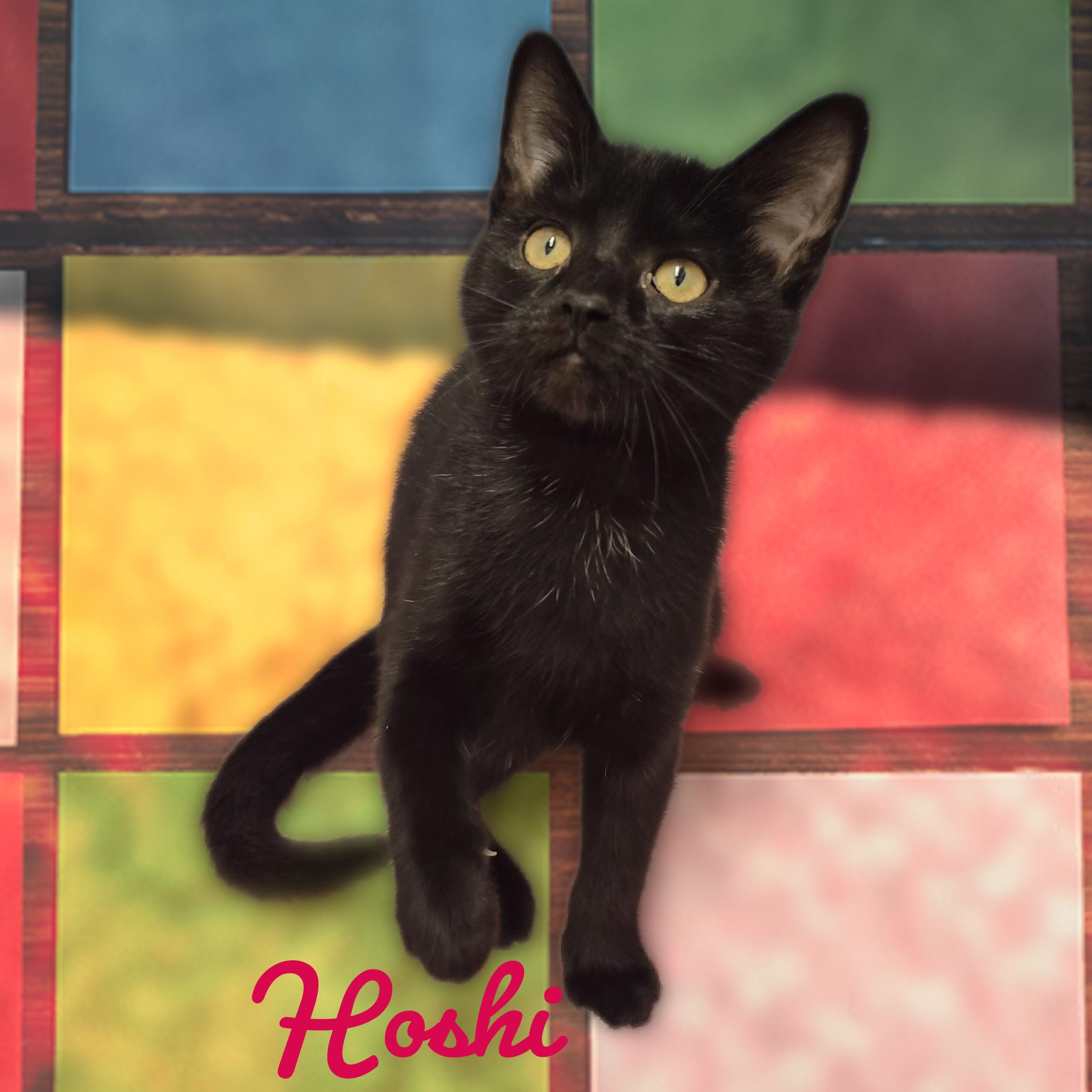 Hoshi, a Adoptable Domestic Short Hair in Charlotte, NC image 1/5