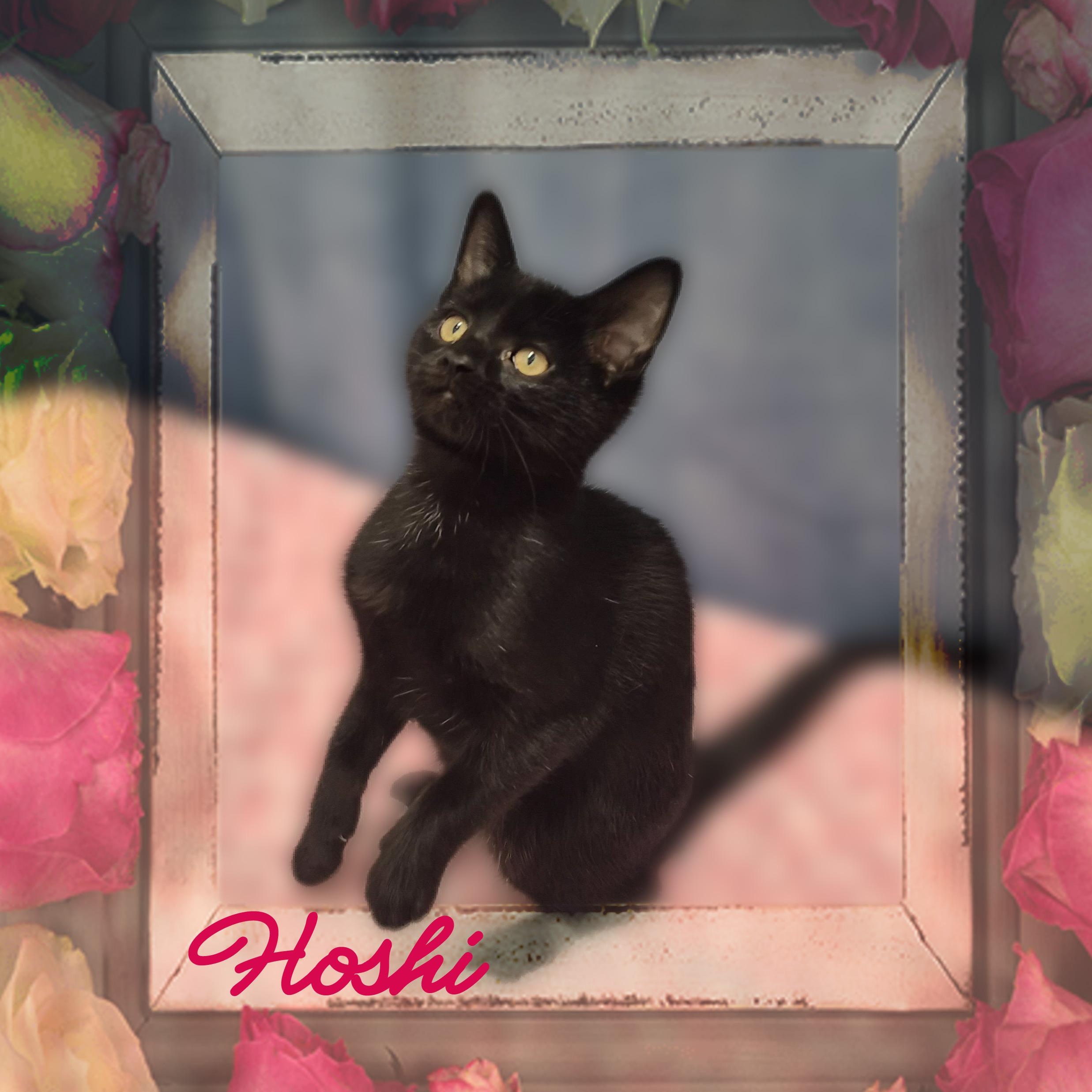 Hoshi, a Adoptable Domestic Short Hair in Charlotte, NC image 3/5