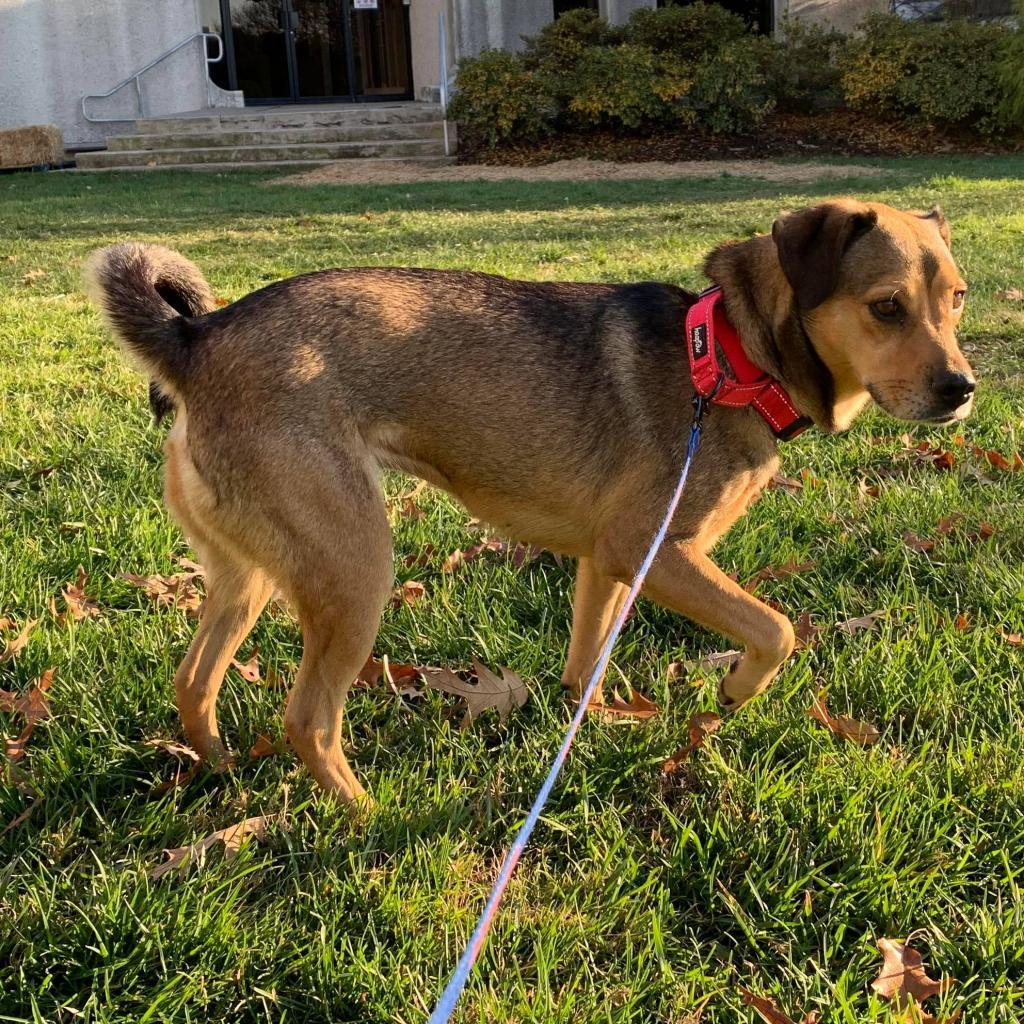 Penny, Adoptable, Adult Female Pug & English Bulldog.