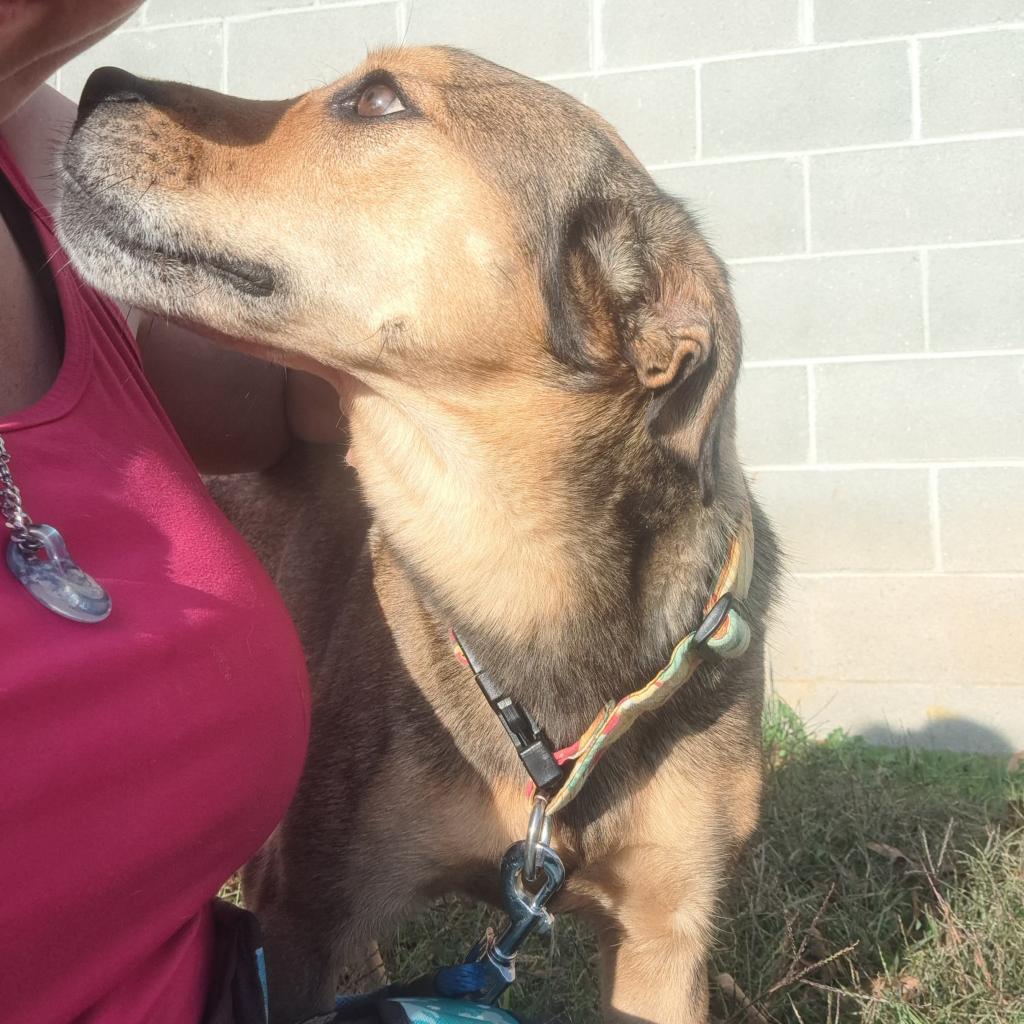 Enlarge Penny, a Adoptable mixed breed in callao, VA image 2/2