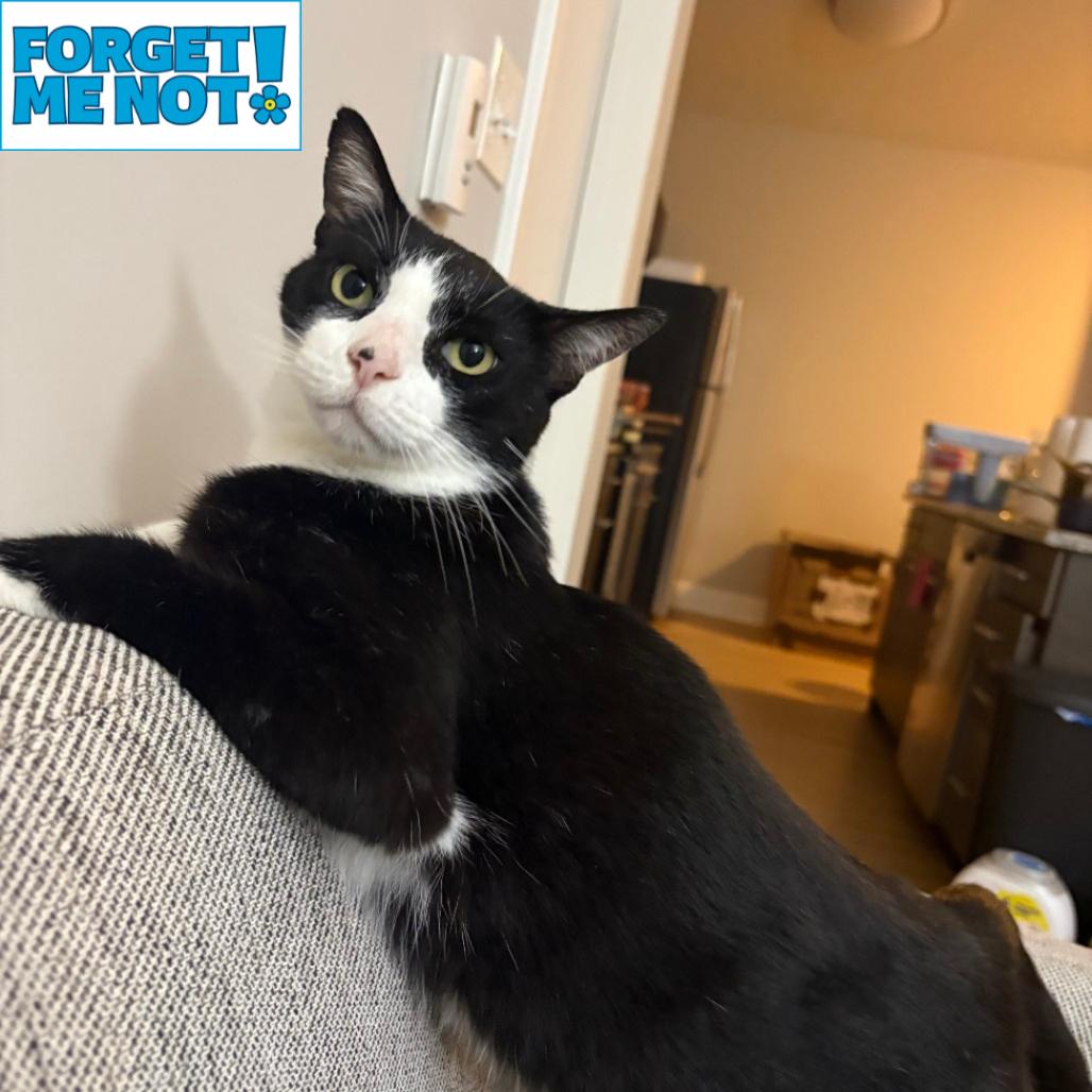 Jake, Adoptable, Senior Male Domestic Short Hair.