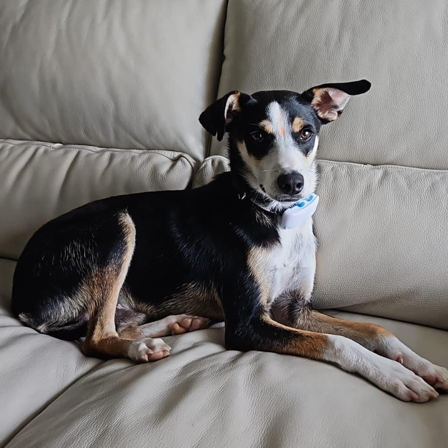 Enlarge Chad $450, a Adoptable mixed breed in Milwaukee, WI image 1/6