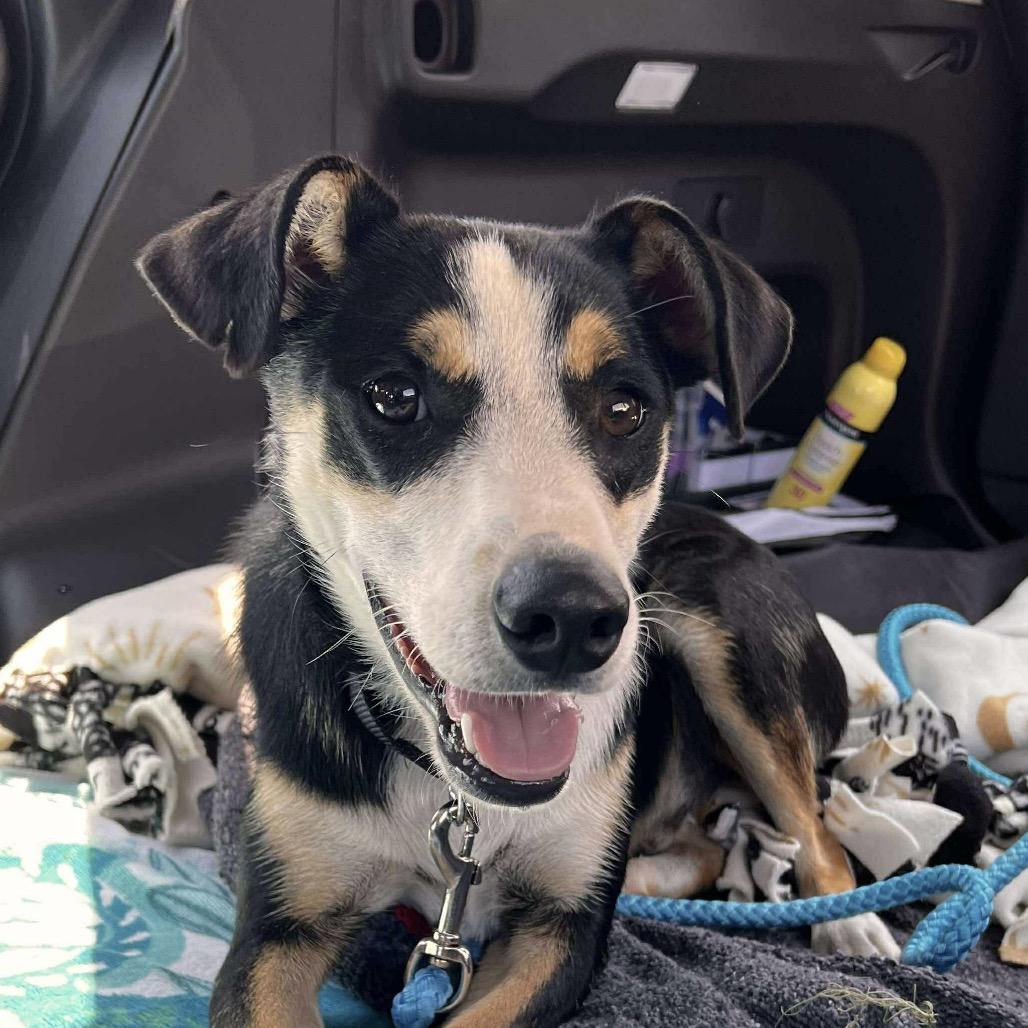 Enlarge Chad $450, a Adoptable mixed breed in Milwaukee, WI image 2/6