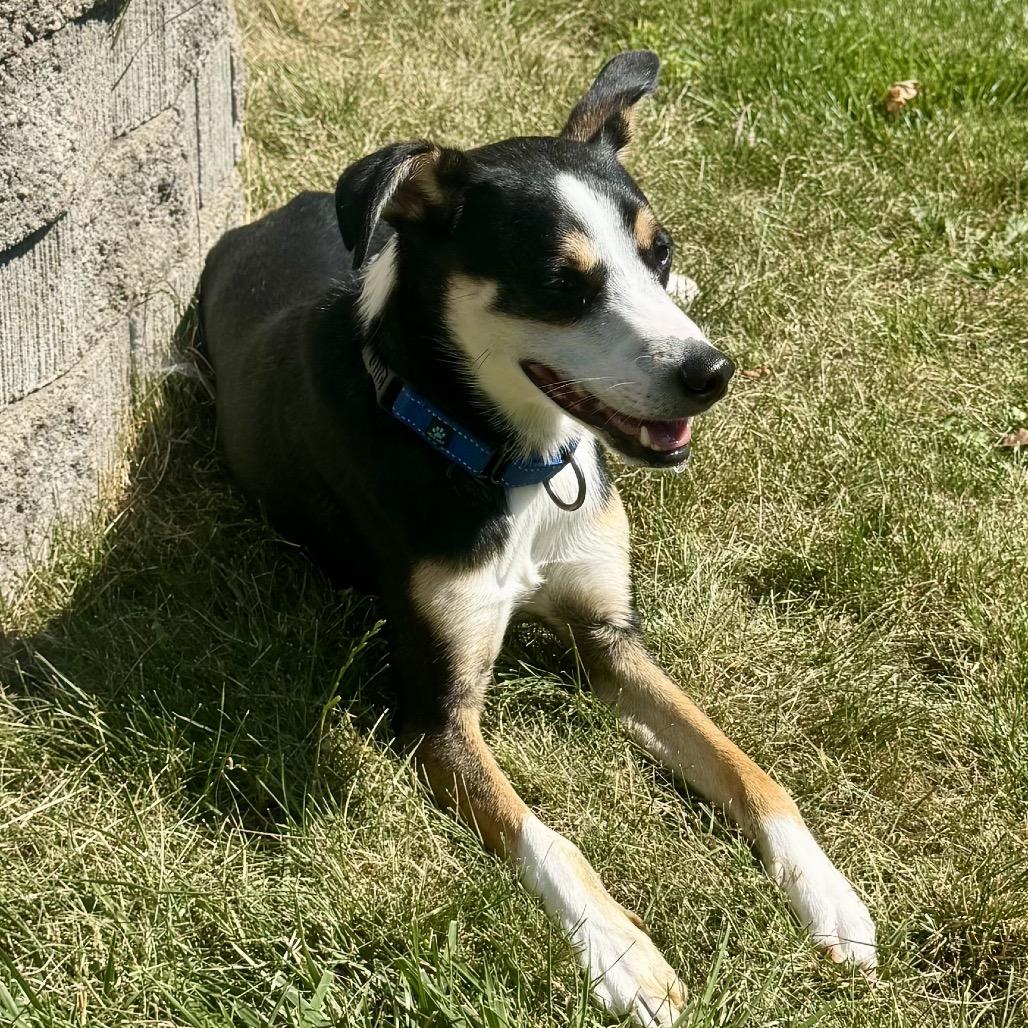 Enlarge Chad $350, a Adoptable mixed breed in Milwaukee, WI image 4/6