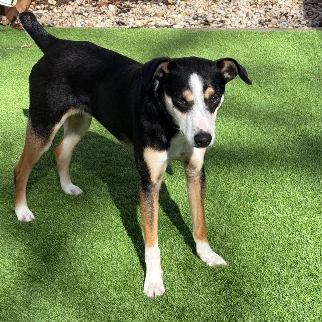 Enlarge Chad $450, a Adoptable mixed breed in Milwaukee, WI image 3/6