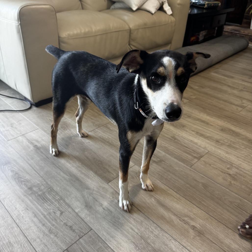 Enlarge Chad $450, a Adoptable mixed breed in Milwaukee, WI image 4/6