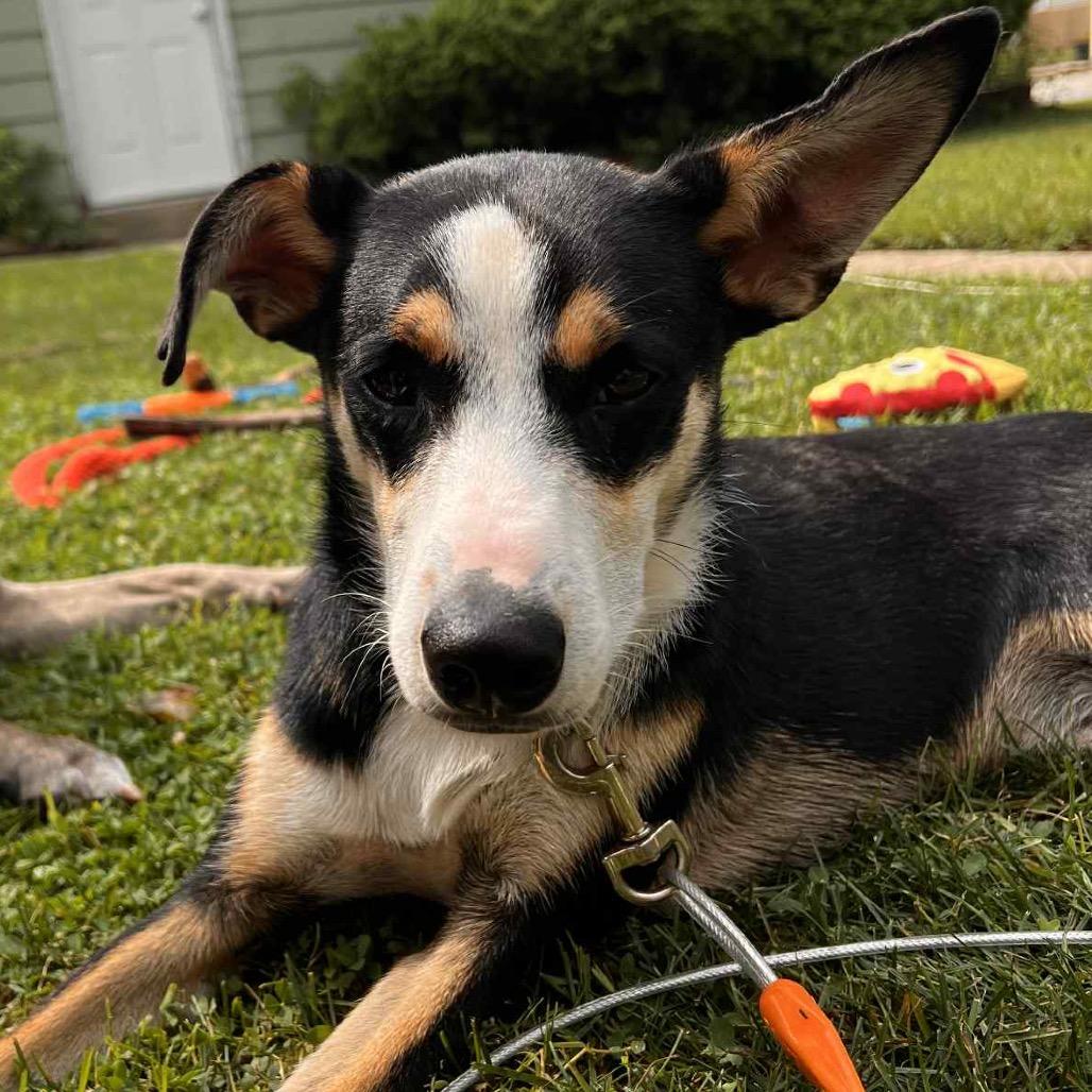 Enlarge Chad $450, a Adoptable mixed breed in Milwaukee, WI image 5/6