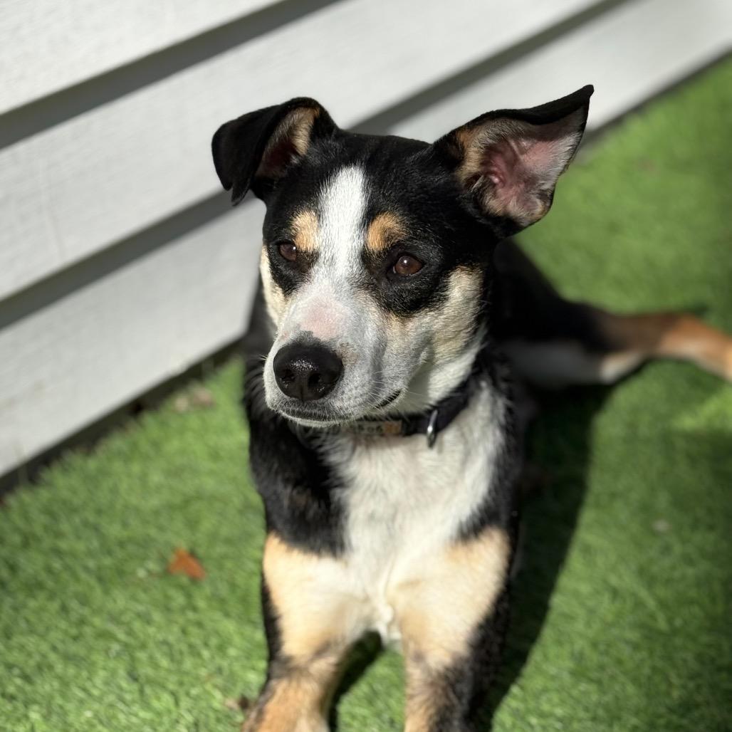 Enlarge Chad $450, a Adoptable mixed breed in Milwaukee, WI image 6/6