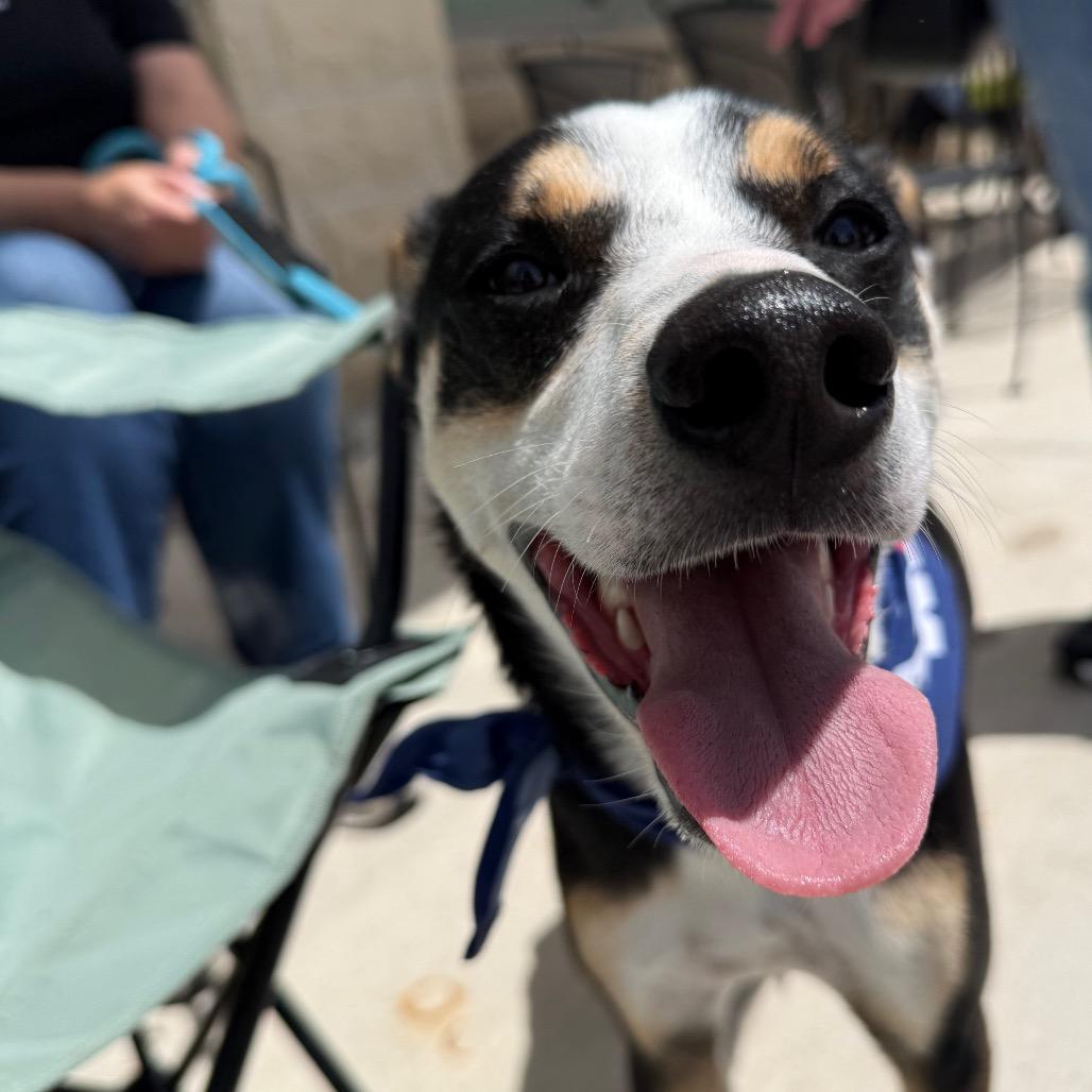 Chad $350, a Adoptable mixed breed in Milwaukee, WI image 6/6