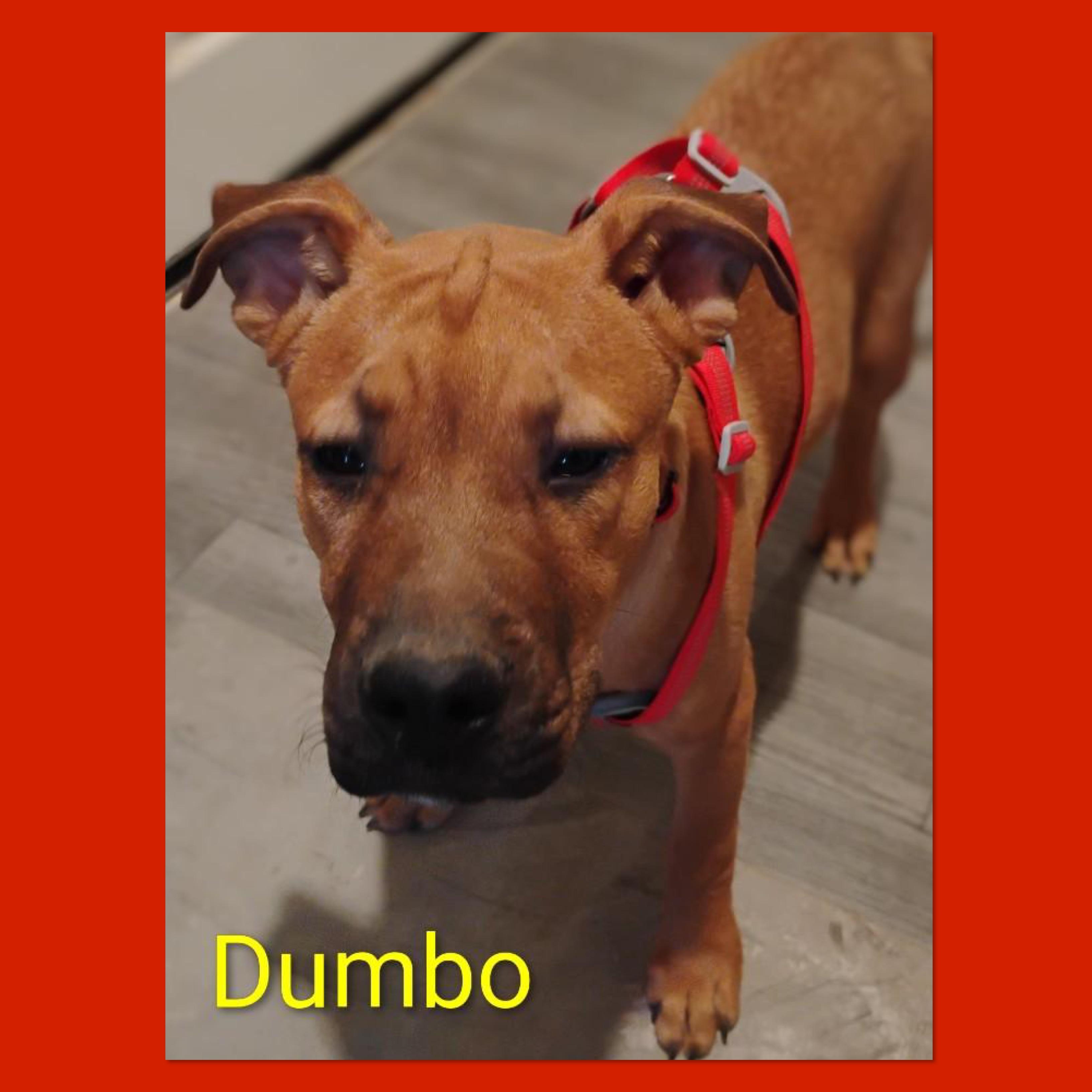 Dumbo