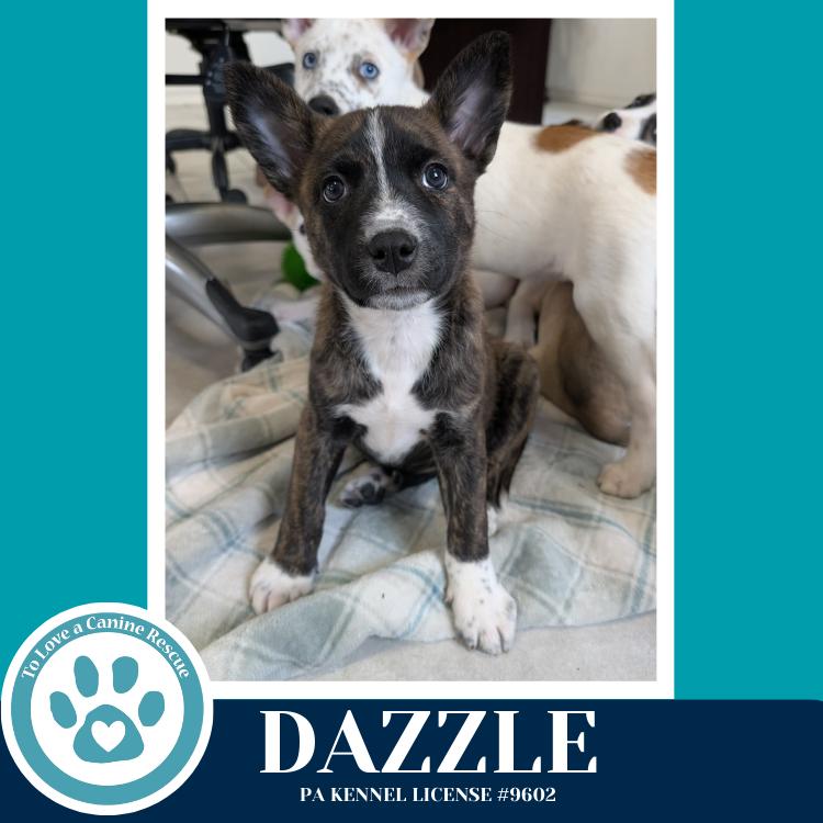 Dazzle (Northern Lights Litter) 012426, Adoptable, Puppy Female Husky.