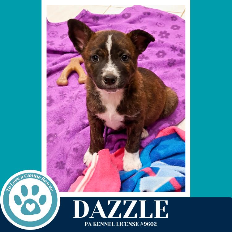 Enlarge Dazzle (Northern Lights Litter) 012426, a Adoptable mixed breed in Kimberton, PA image 2/3