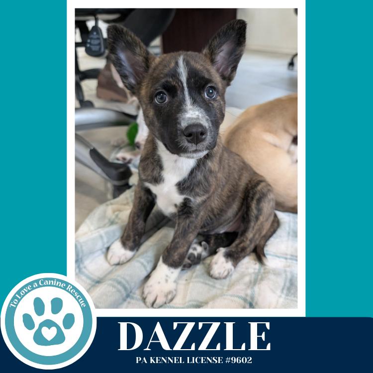Enlarge Dazzle (Northern Lights Litter) 012426, a Adoptable mixed breed in Kimberton, PA image 3/3