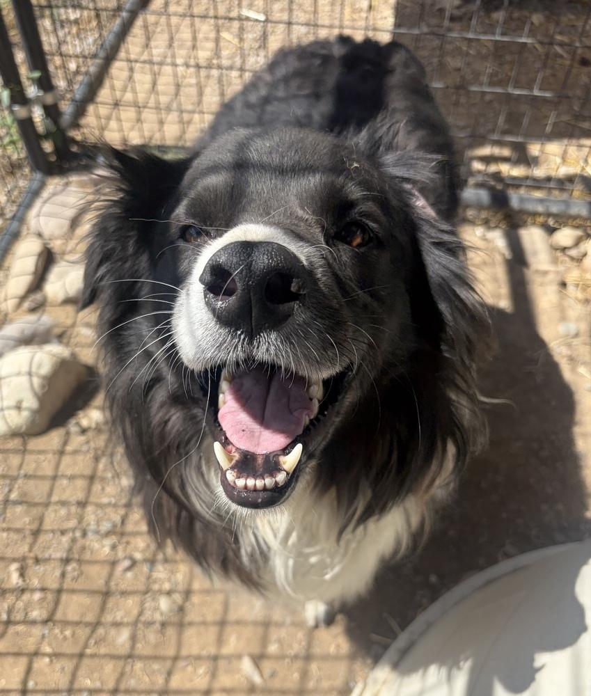 Enlarge Pete, a Adoptable mixed breed in Challis, ID image 1/5