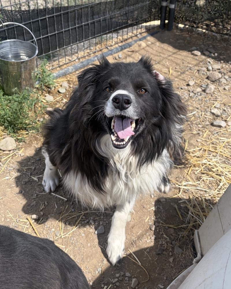 Enlarge Pete, a Adoptable mixed breed in Challis, ID image 2/5