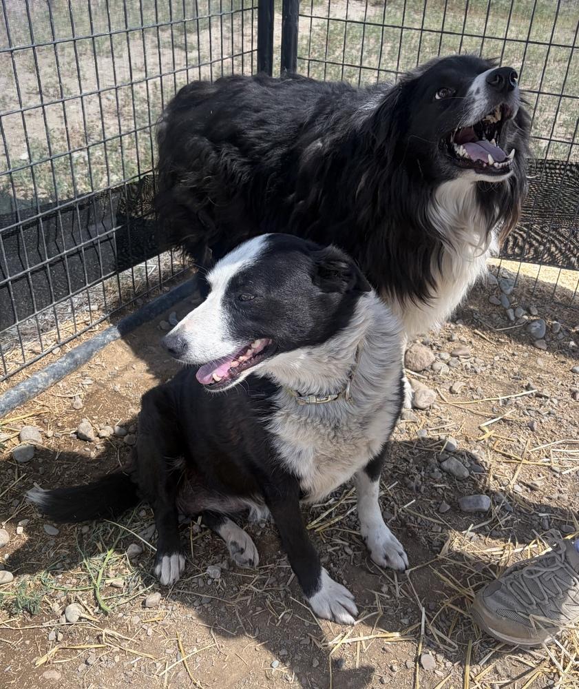 Enlarge Pete, a Adoptable mixed breed in Challis, ID image 3/5