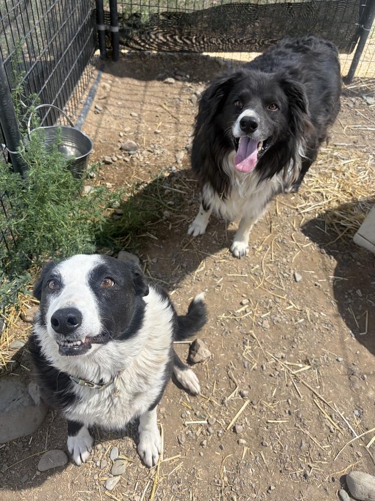 Enlarge Pete, a Adoptable mixed breed in Challis, ID image 4/5