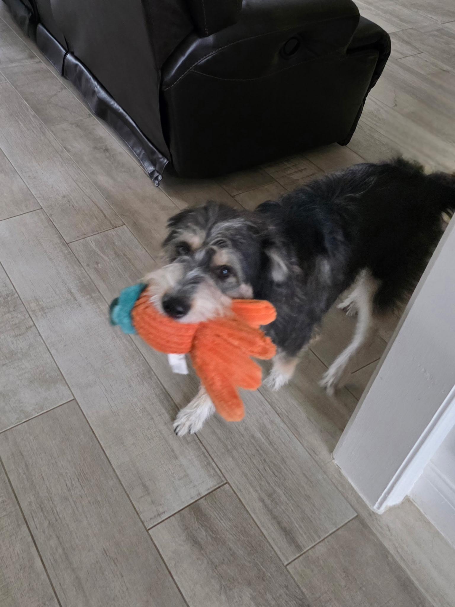 Hobi, a ADOPTABLE mixed breed in houston, TX image 2/6