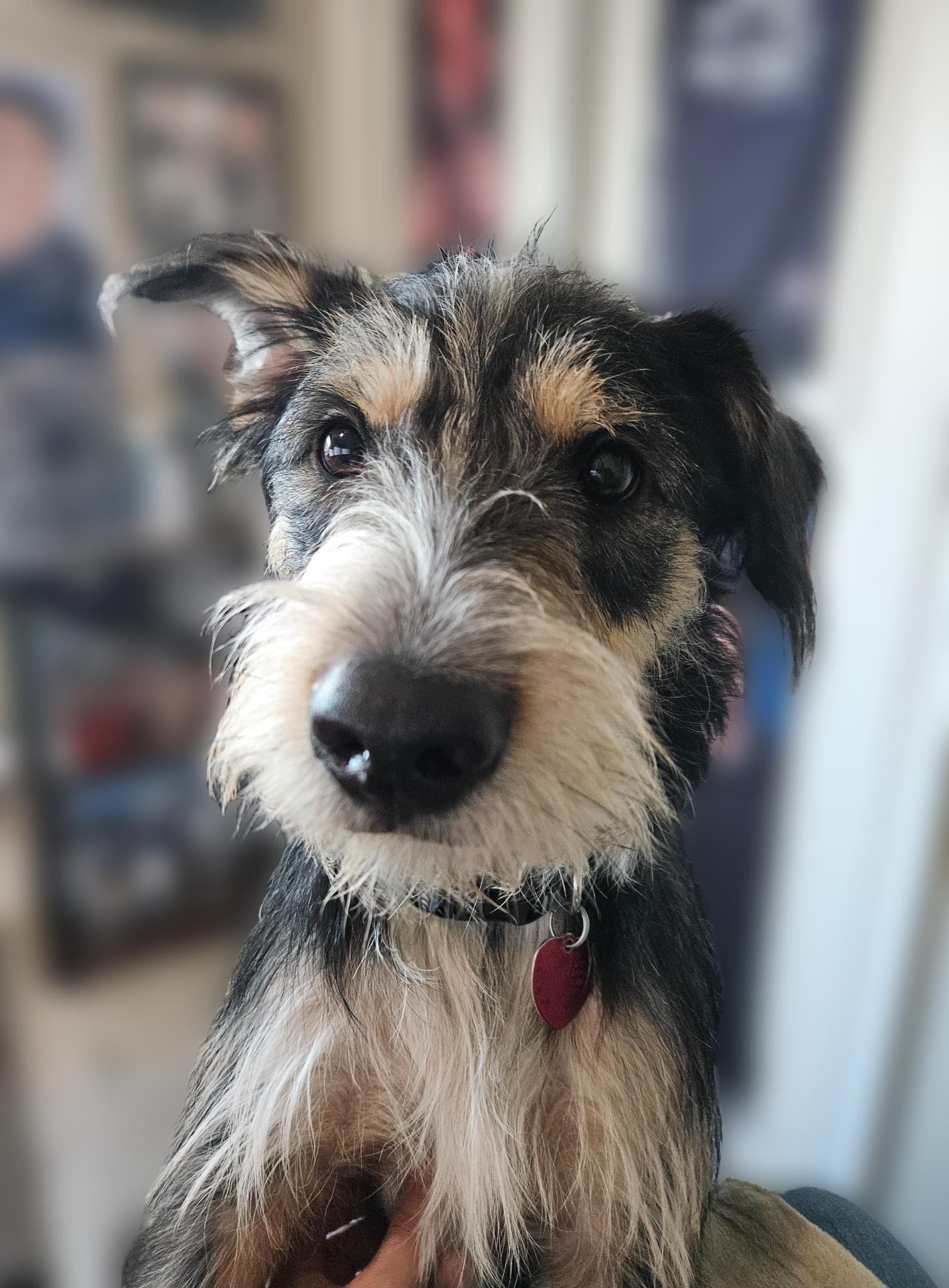 Hobi, ADOPTABLE, Adult Male Border Terrier & Schnauzer.