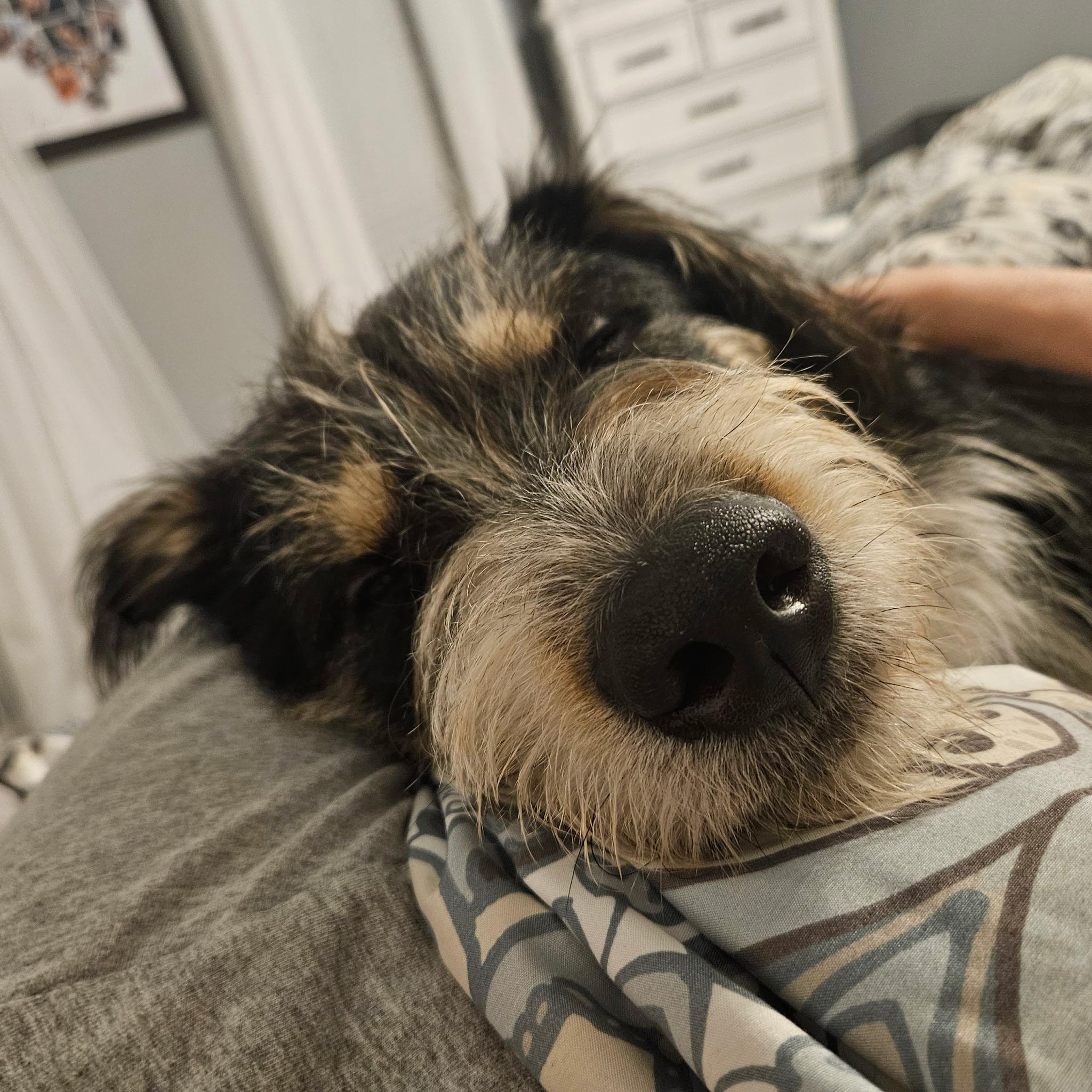 Hobi, a ADOPTABLE mixed breed in houston, TX image 5/6