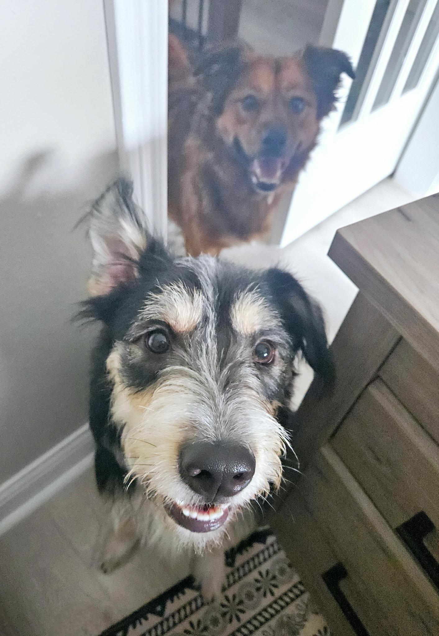 Hobi, a ADOPTABLE mixed breed in houston, TX image 3/6