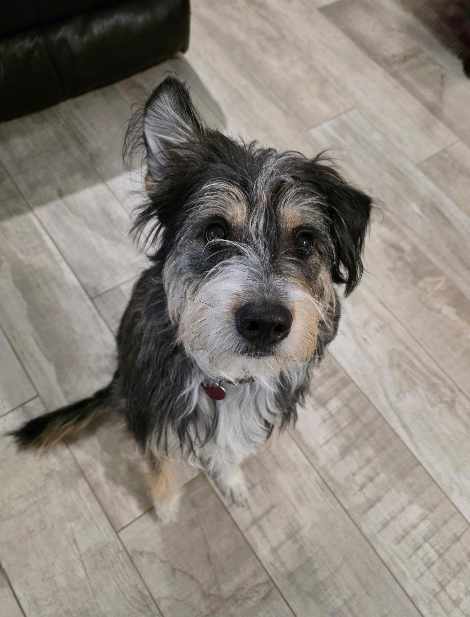 Hobi, a ADOPTABLE mixed breed in houston, TX image 6/6