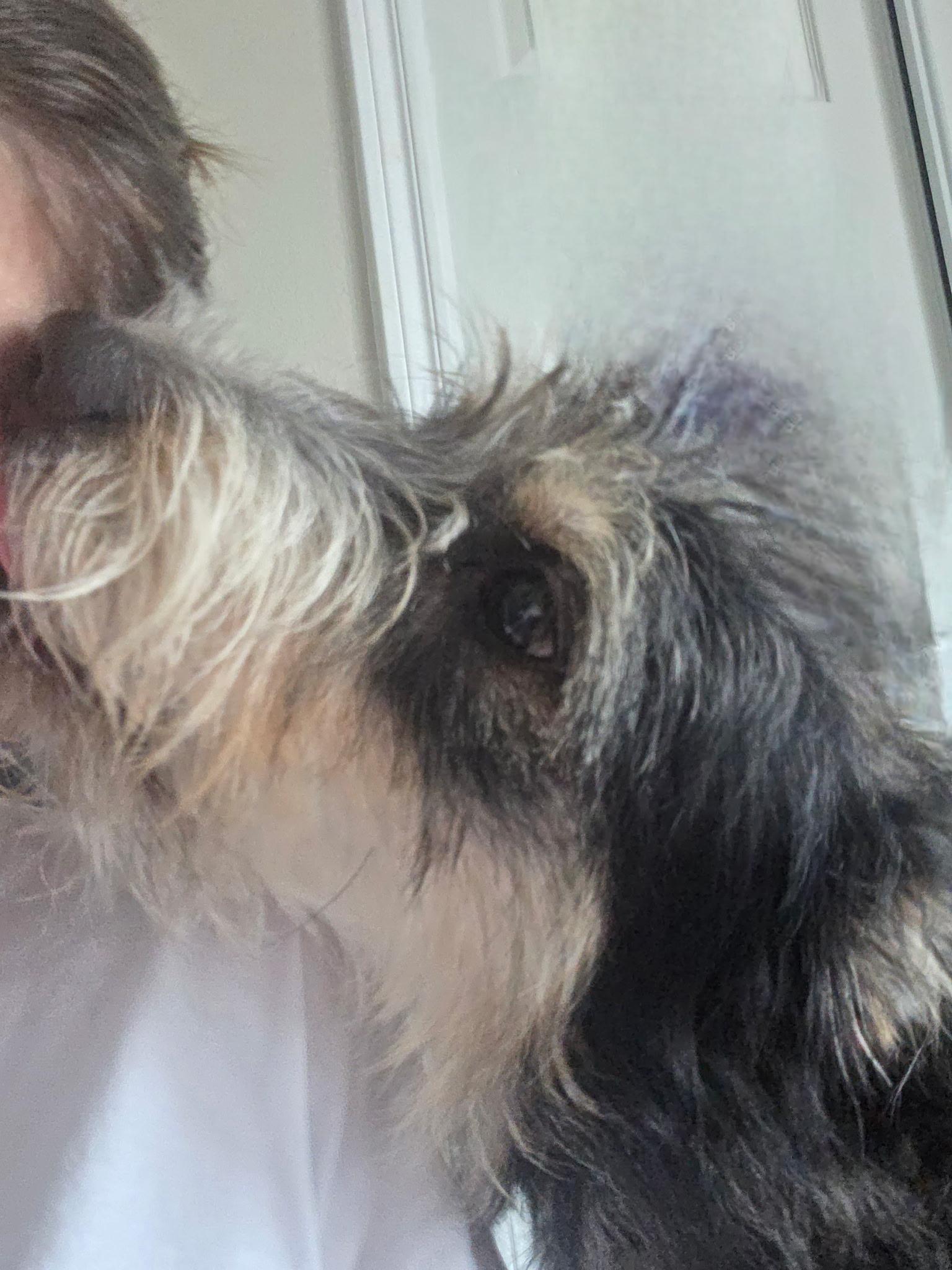 Hobi, a ADOPTABLE mixed breed in houston, TX image 4/6