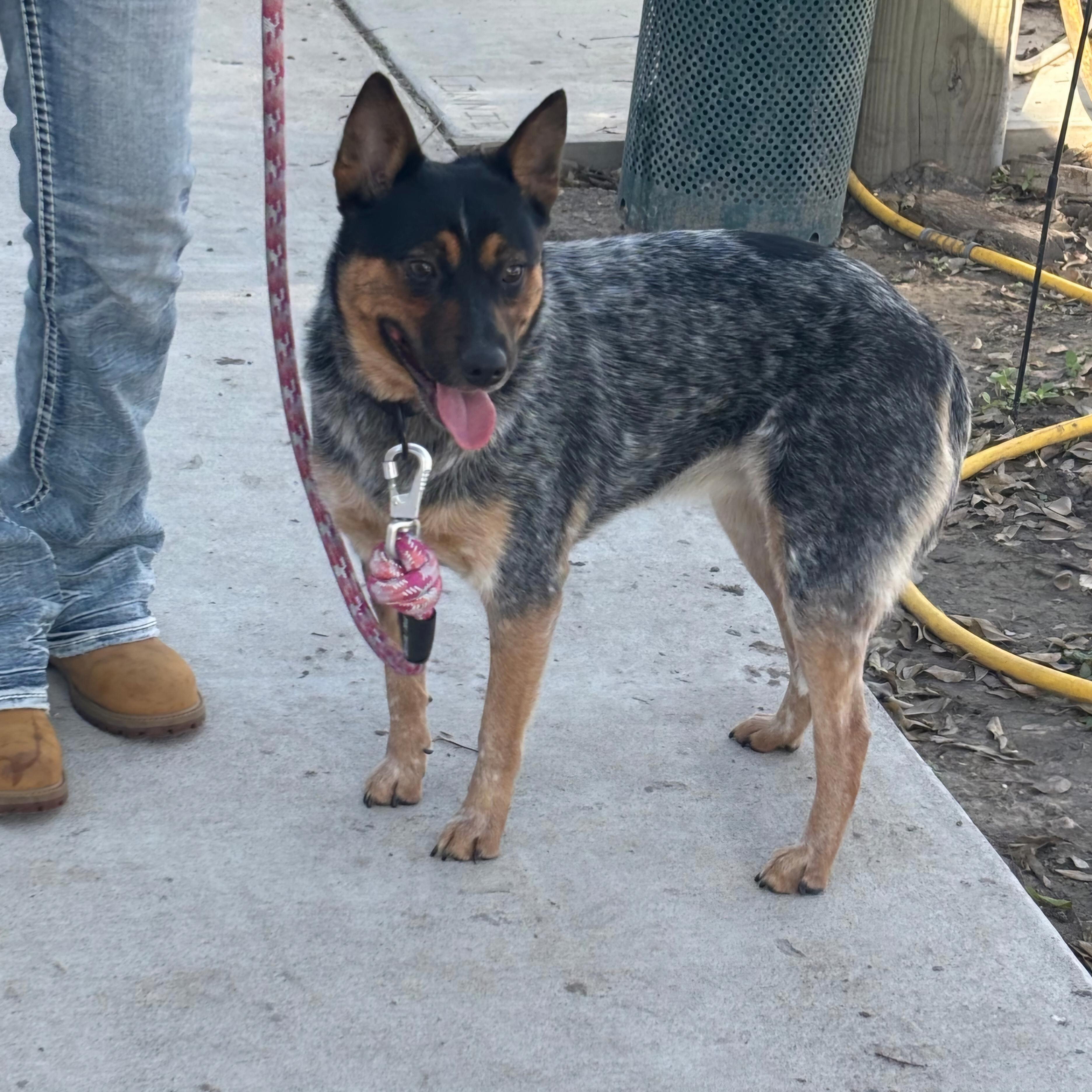 Enlarge Bluey, a Adoptable mixed breed in Long Beach, NY image 3/6
